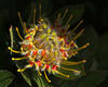 _A008621-35croofm.jpg